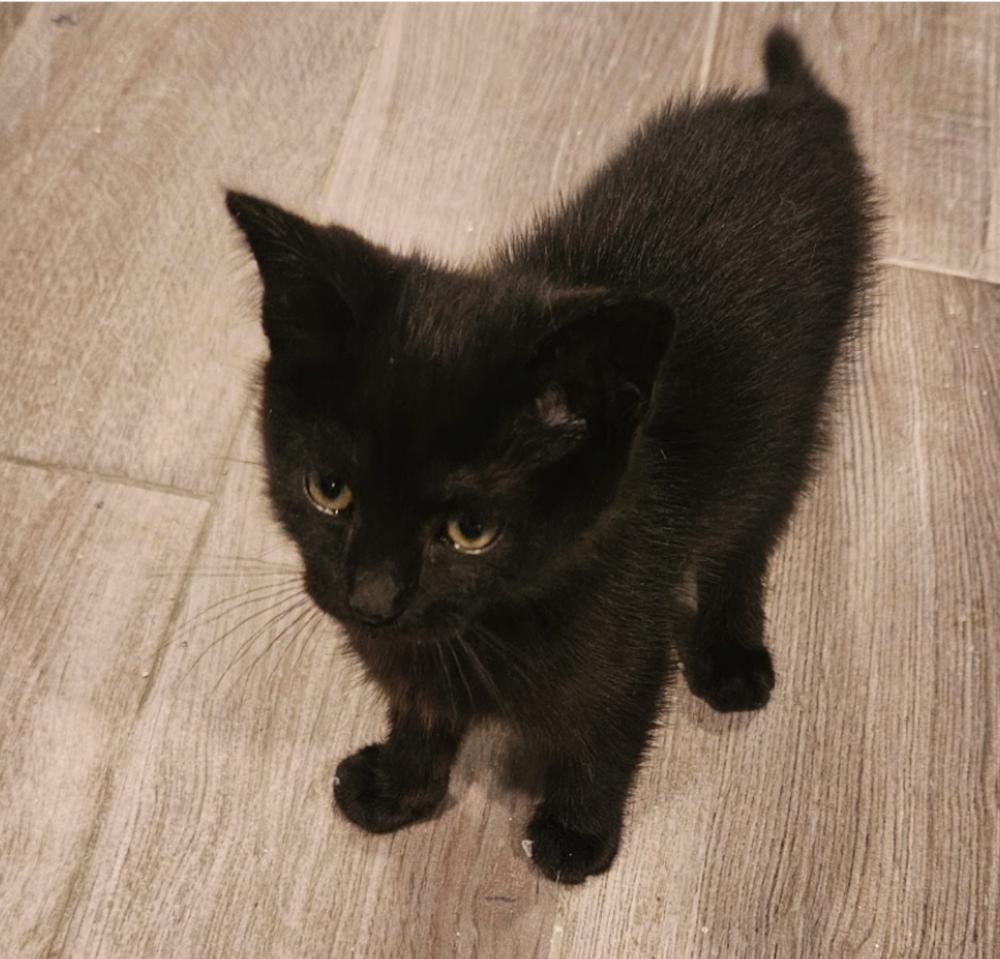 Enlarge Cyclone, a Adoptable mixed breed in New York, NY image 4/5