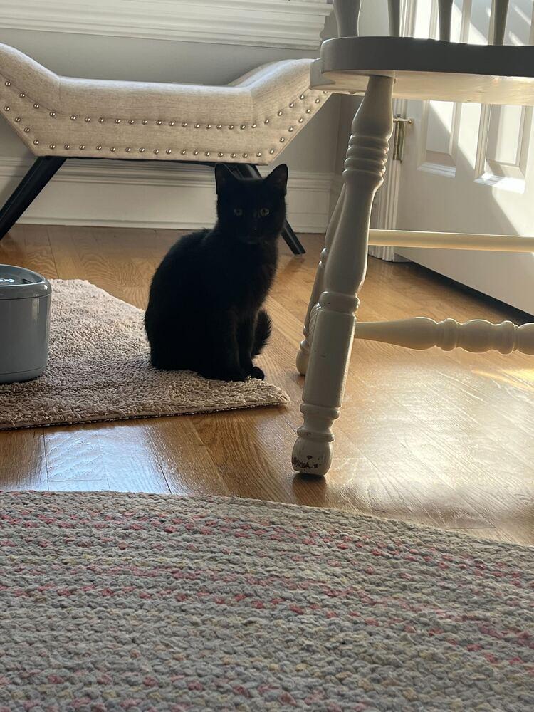 Enlarge Cyclone, a Adoptable mixed breed in New York, NY image 5/5