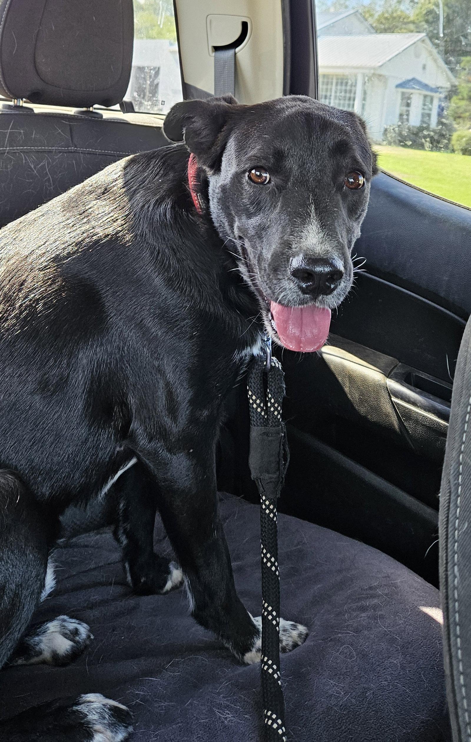 Enlarge Johnny, a Adoptable mixed breed in Corinth, MS image 1/3