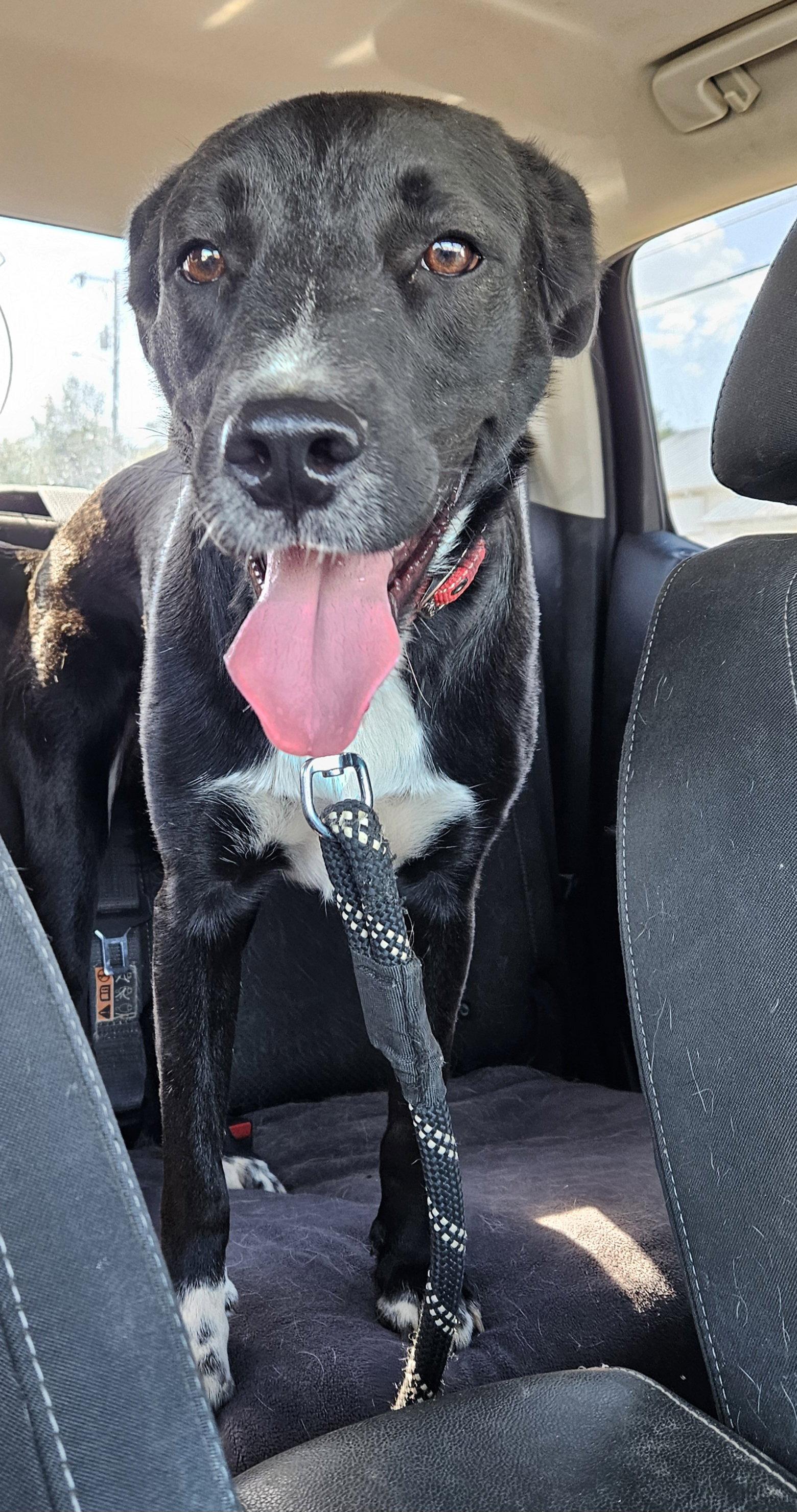 Enlarge Johnny, a Adoptable mixed breed in Corinth, MS image 2/3