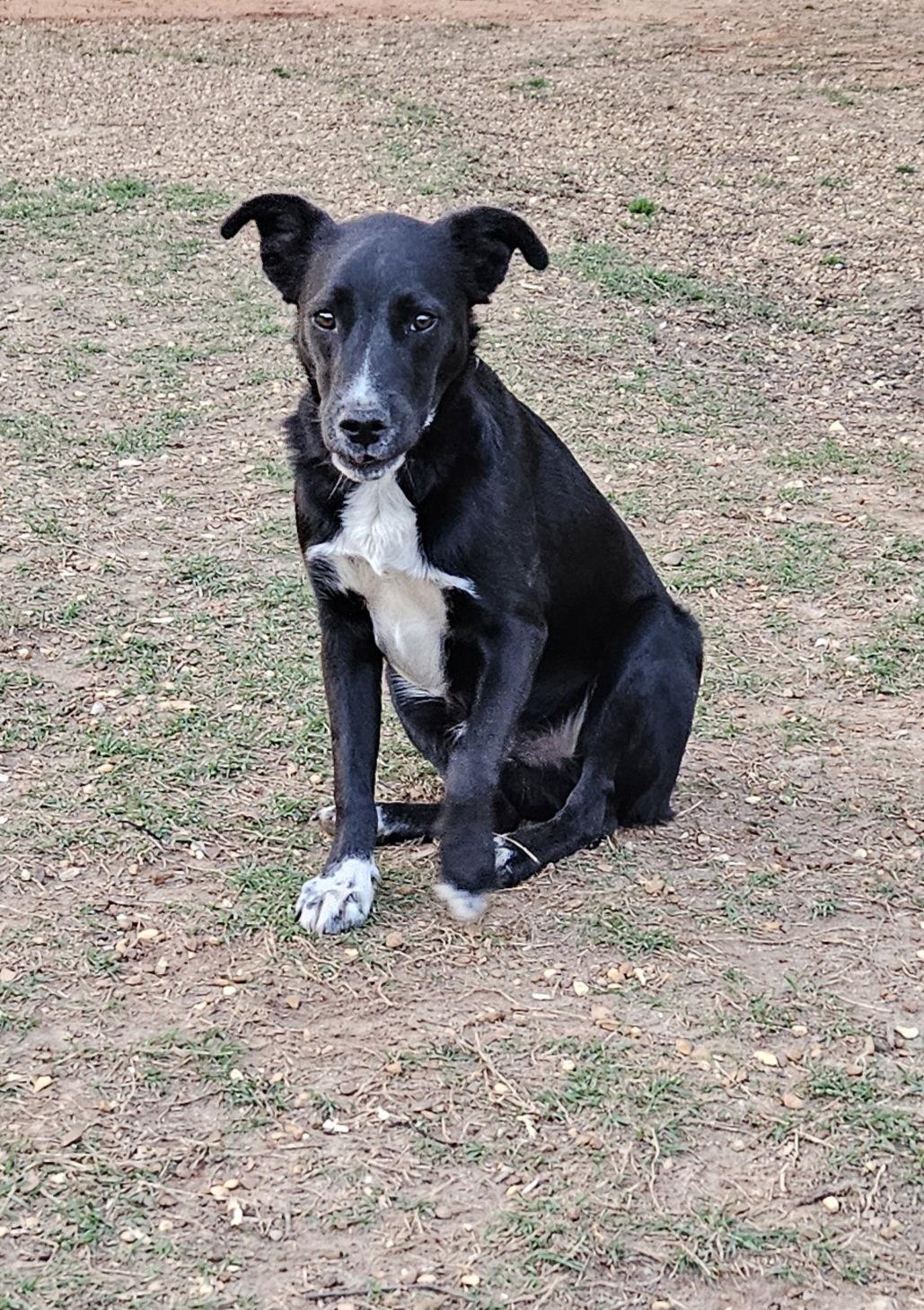Enlarge Johnny, a Adoptable mixed breed in Corinth, MS image 3/3