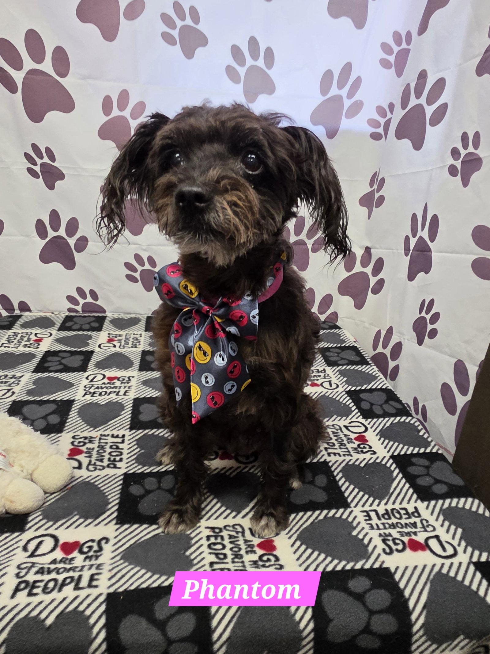 Enlarge Phantom, a Adoptable mixed breed in Metairie, LA image 1/1