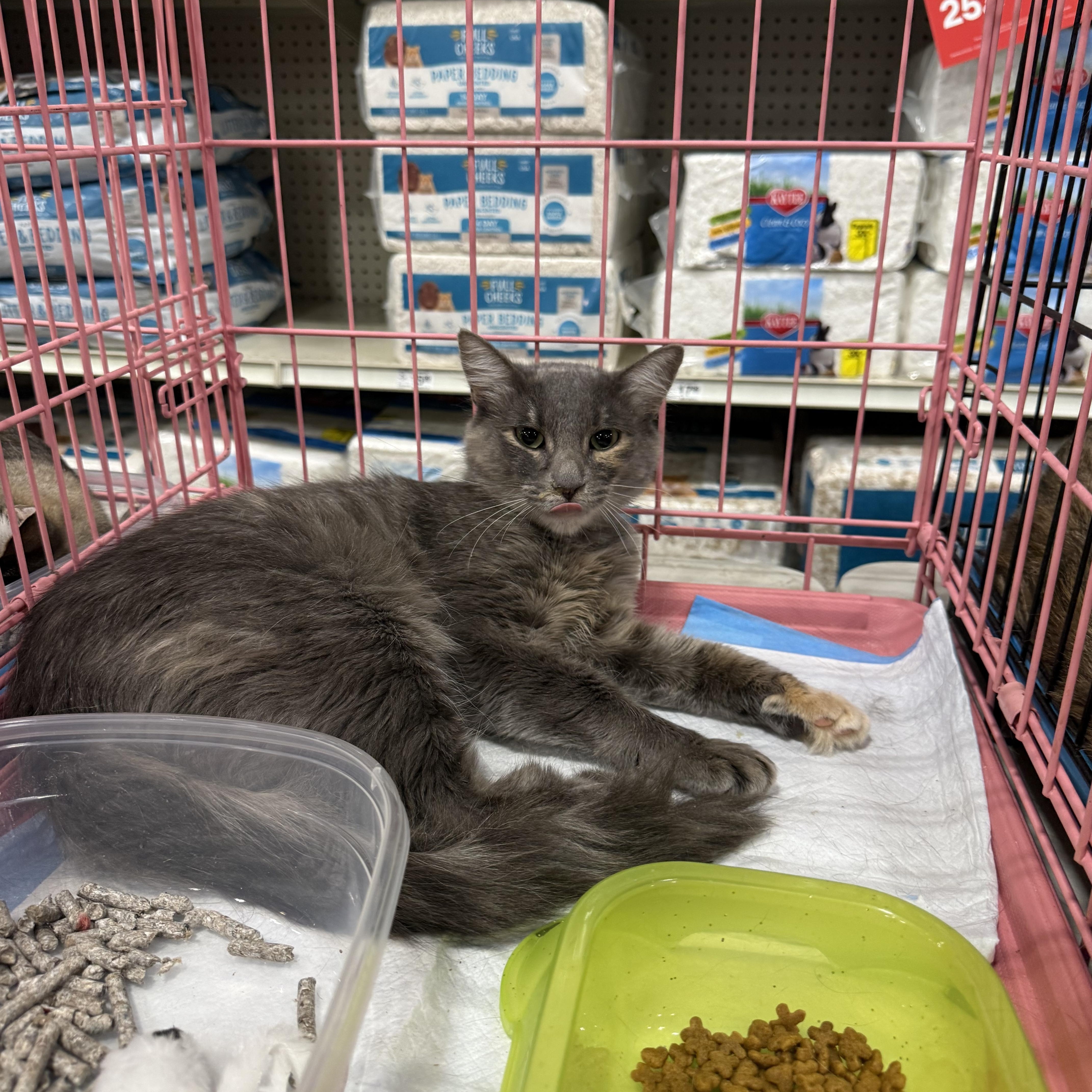 Missy Grey, ADOPTABLE, Young Female Domestic Medium Hair.