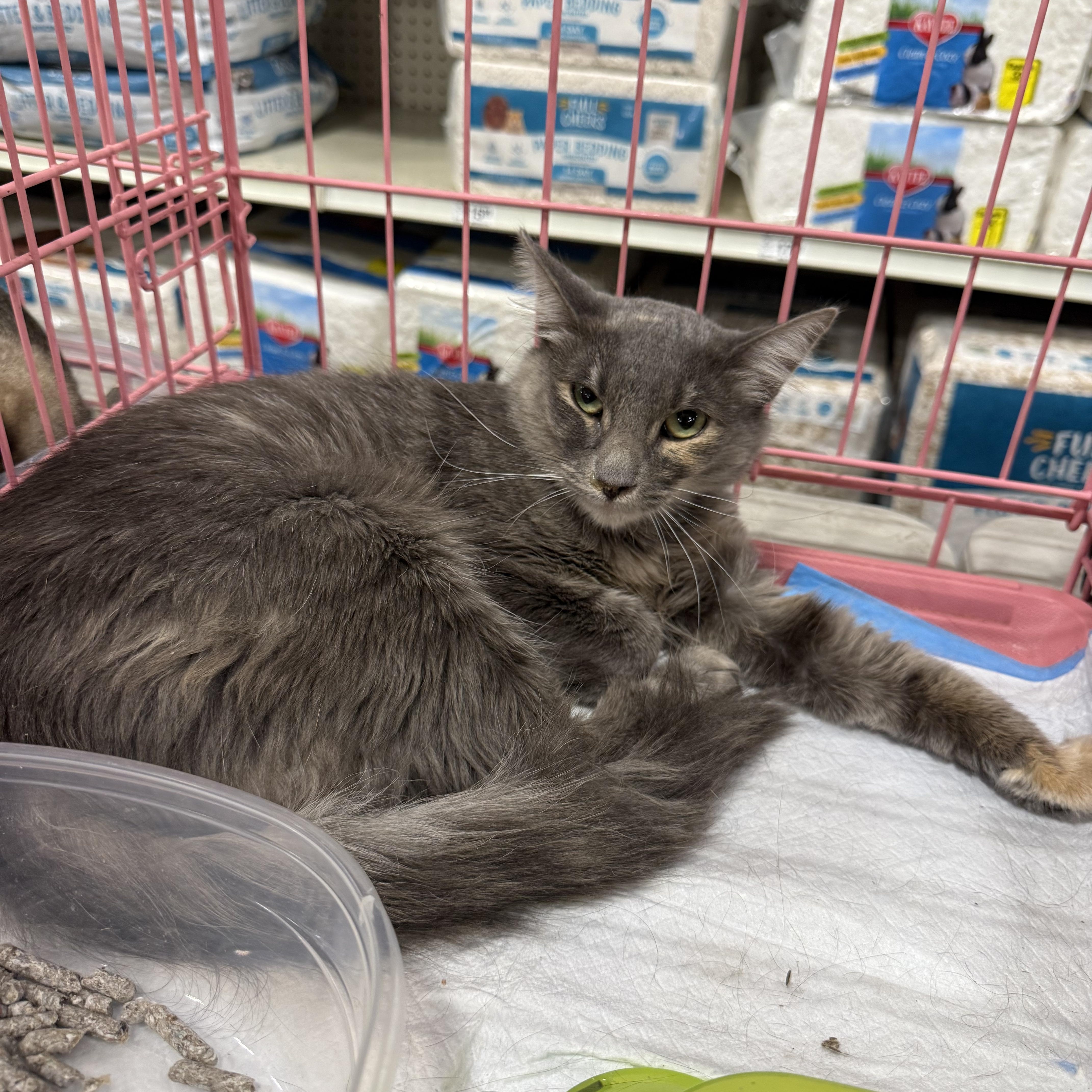 Enlarge Missy Grey, a Adoptable Domestic Medium Hair in Fresno, CA image 2/2