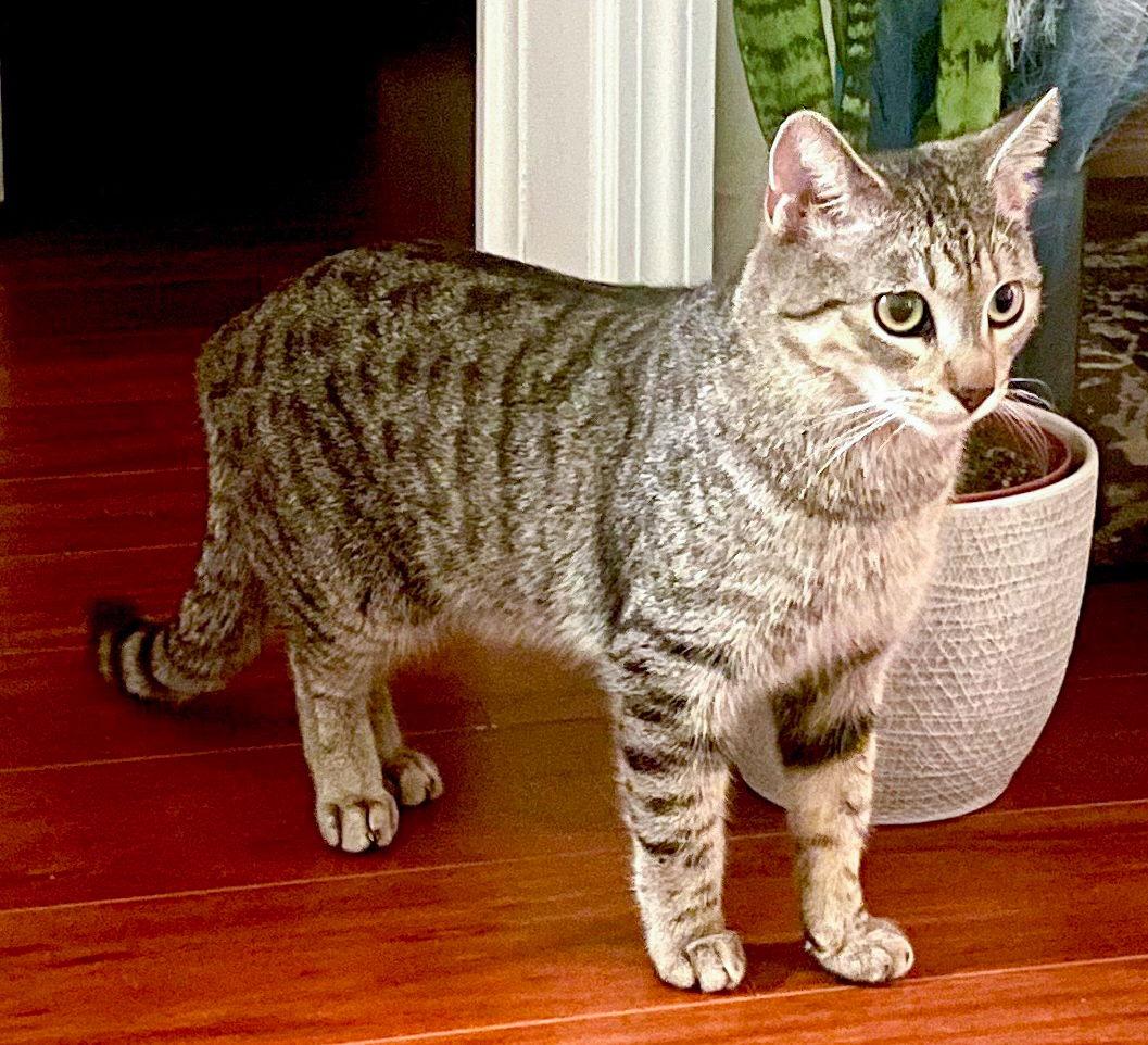 Timmy, Adoptable, Adult Male Tabby & Domestic Short Hair.