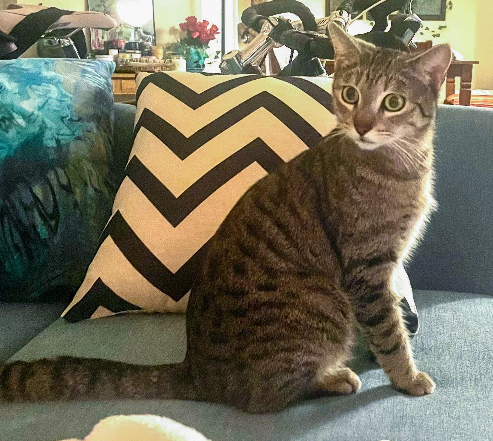 Enlarge Timmy, a Adoptable mixed breed in Lighthouse Point, FL image 2/3