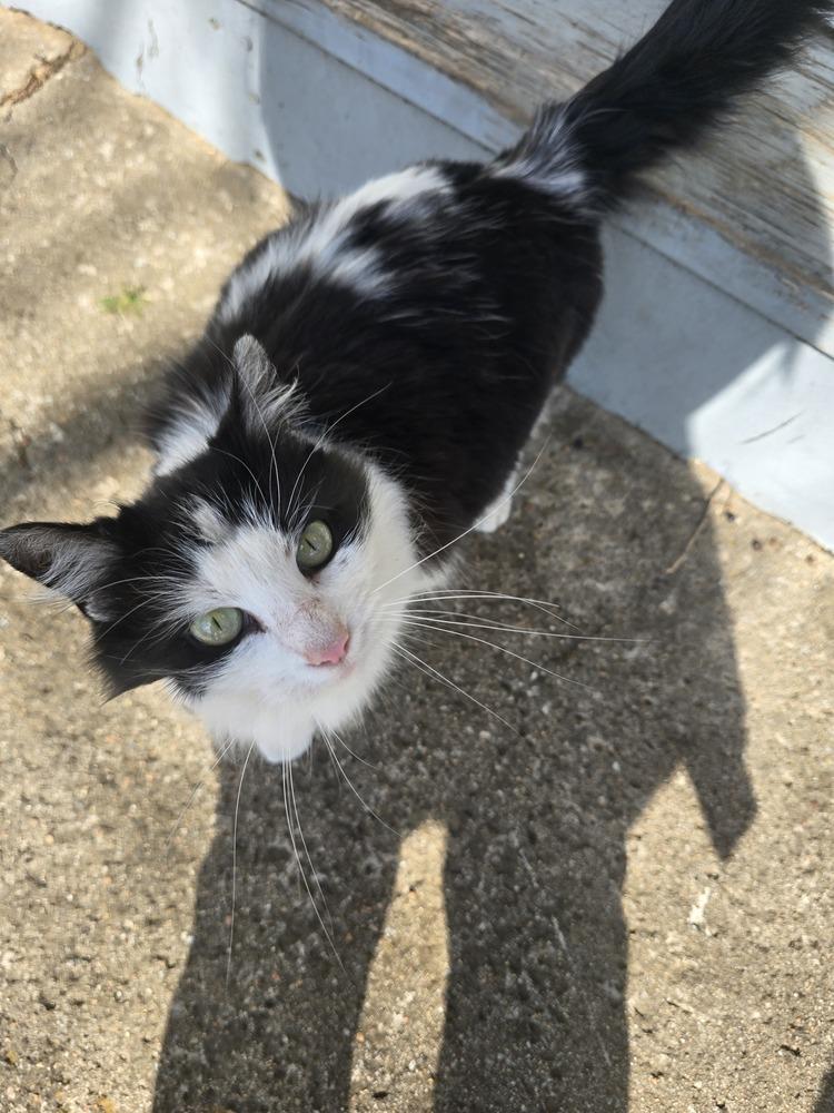 Enlarge Dumpling, a Adoptable Domestic Long Hair in Wellington, KS image 1/2