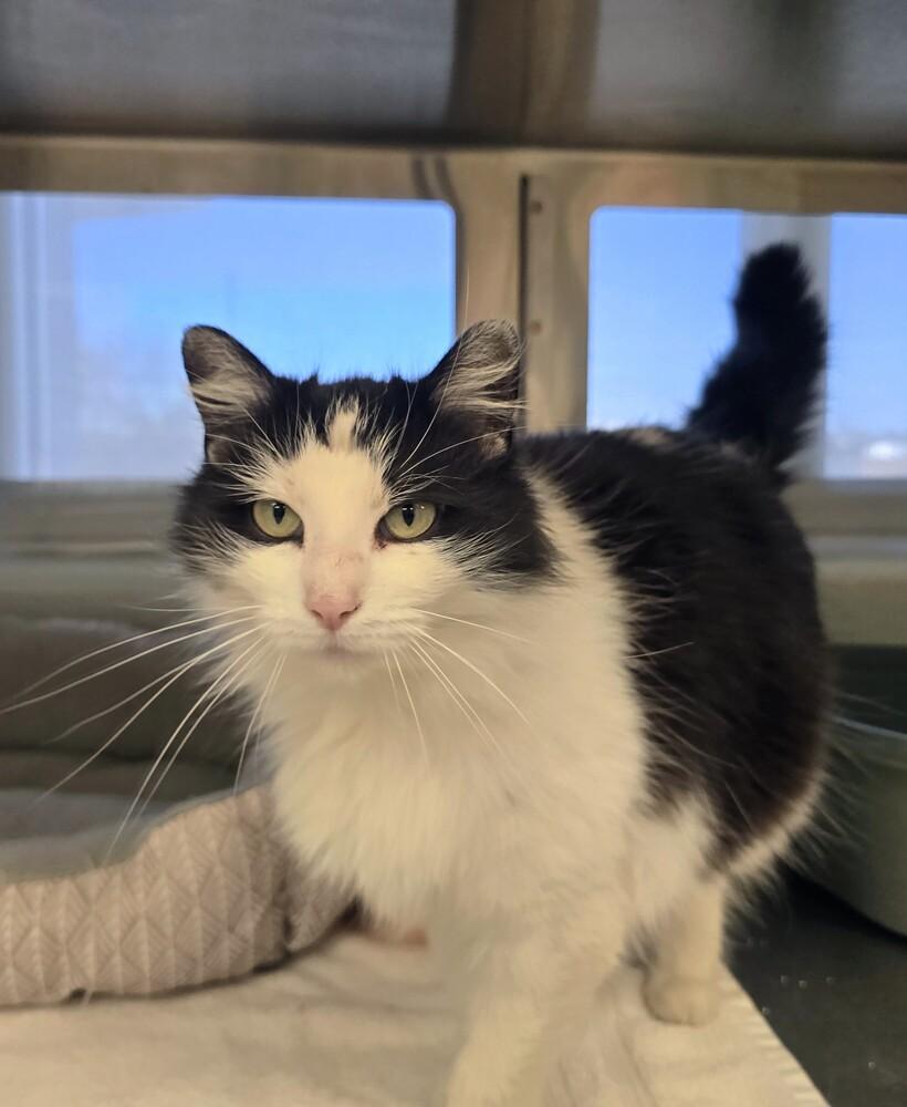 Enlarge Dumpling, a Adoptable Domestic Long Hair in Wellington, KS image 2/2