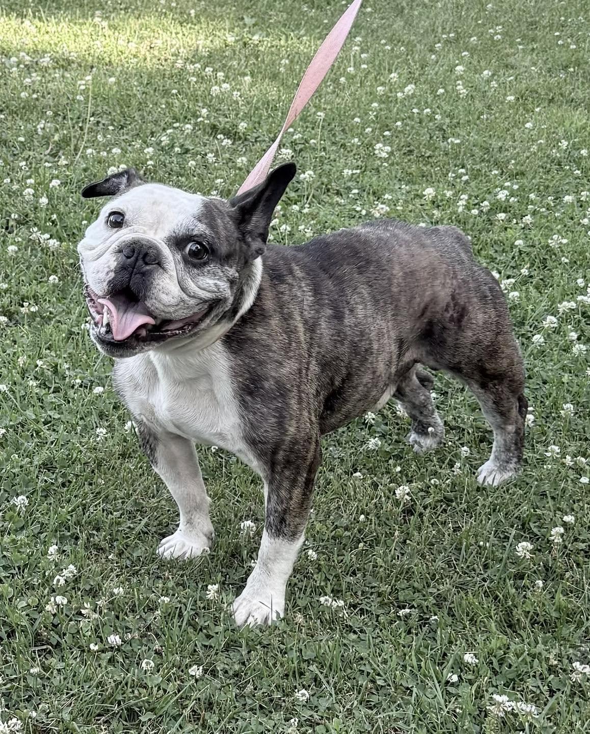 Enlarge Dozer, a ADOPTABLE mixed breed in Vermilion, OH image 2/4