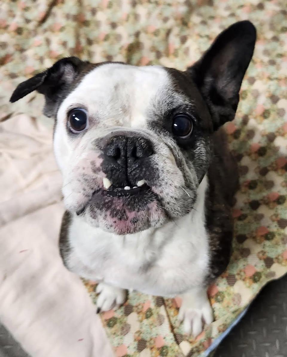 Enlarge Dozer, a ADOPTABLE mixed breed in Vermilion, OH image 3/4