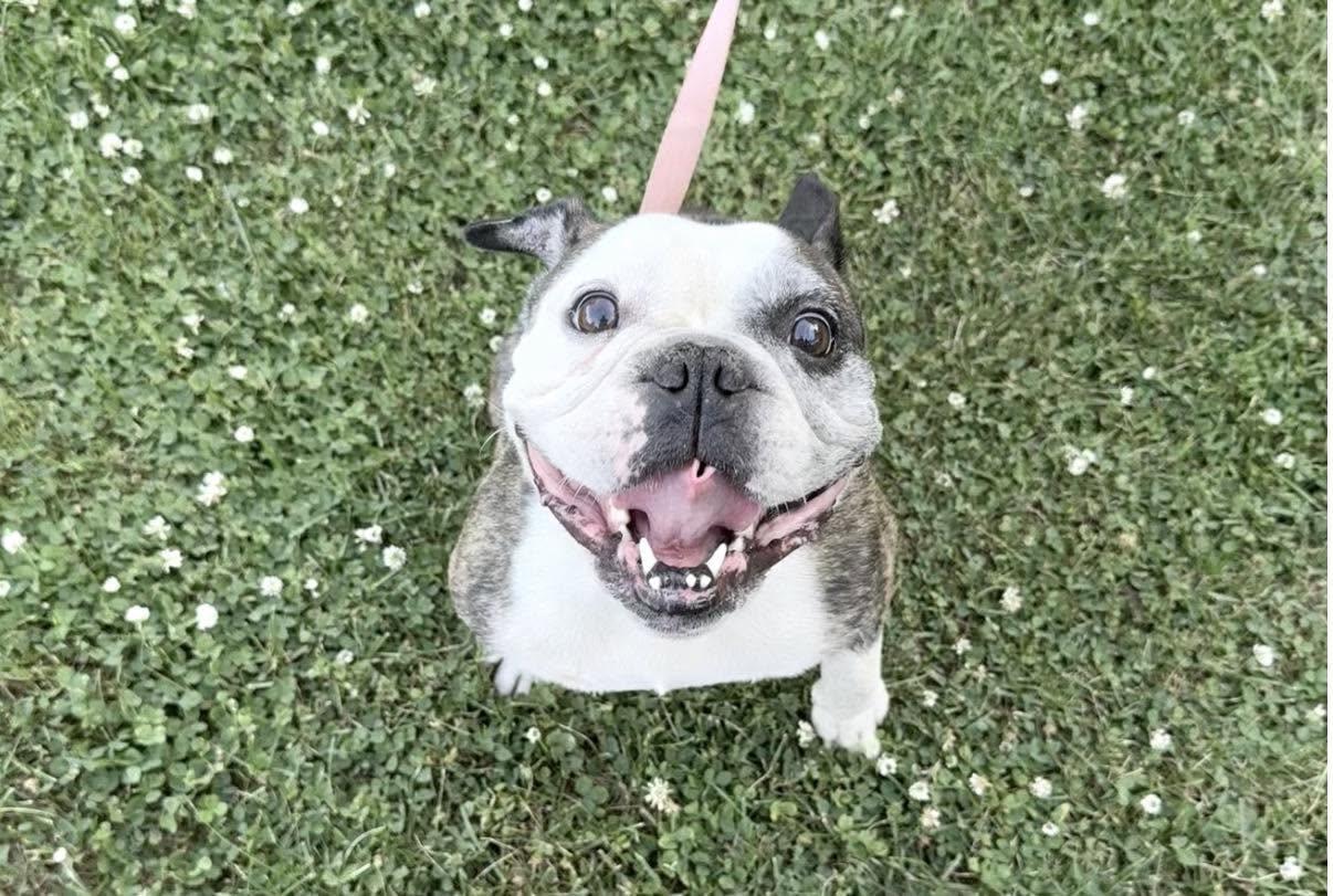 Dozer, ADOPTABLE, Adult Male French Bulldog & English Bulldog.