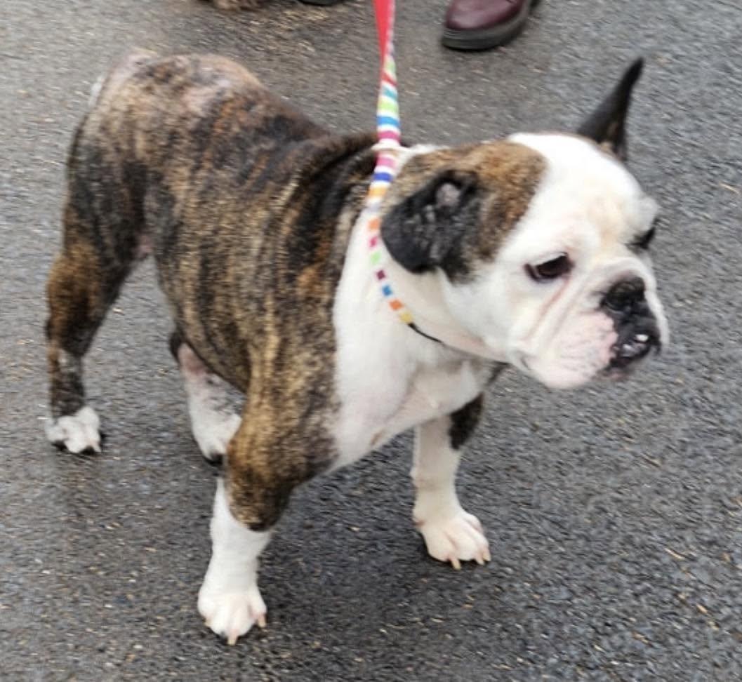 Enlarge Dozer, a ADOPTABLE mixed breed in Vermilion, OH image 4/4