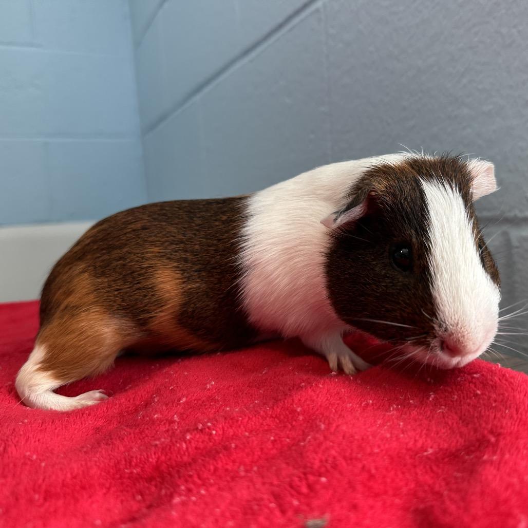 Cheese Wiz, Adoptable, Young Male Guinea Pig.