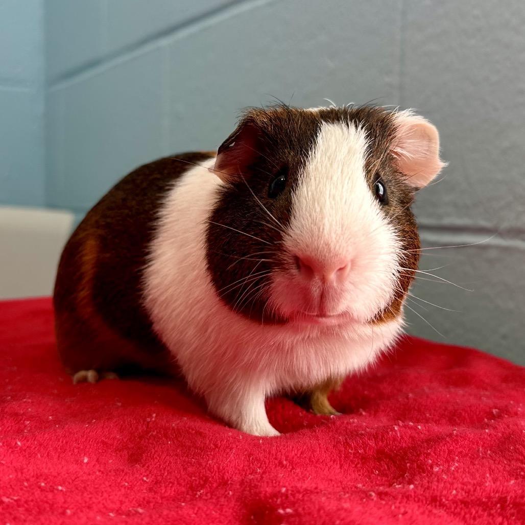 Enlarge Cheese Wiz, a Adoptable Guinea Pig in Chesapeake, VA image 2/4