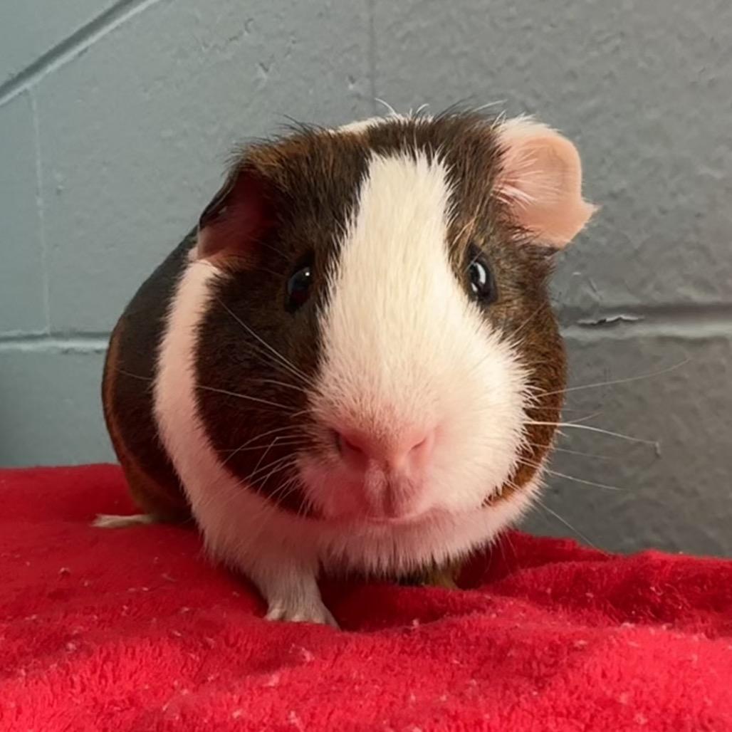 Enlarge Cheese Wiz, a Adoptable Guinea Pig in Chesapeake, VA image 3/4