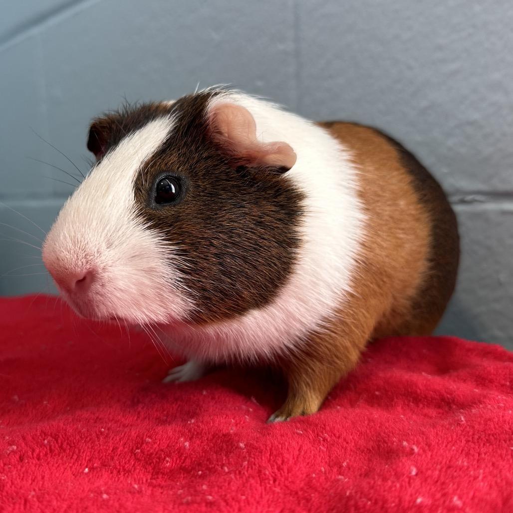 Enlarge Cheese Wiz, a Adoptable Guinea Pig in Chesapeake, VA image 4/4