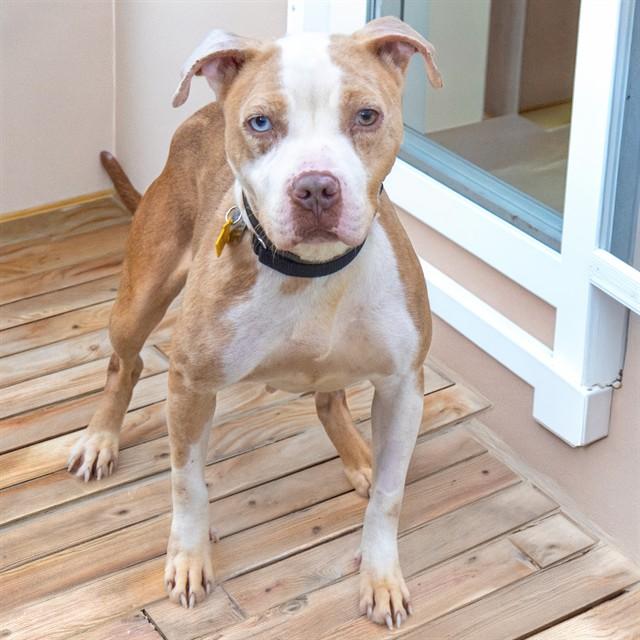 SIENNA, Adoptable, Young Female Pit Bull Terrier.