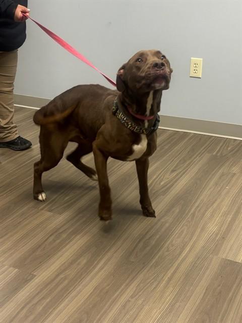 Enlarge KY, a Adoptable mixed breed in Lexington, SC image 1/1