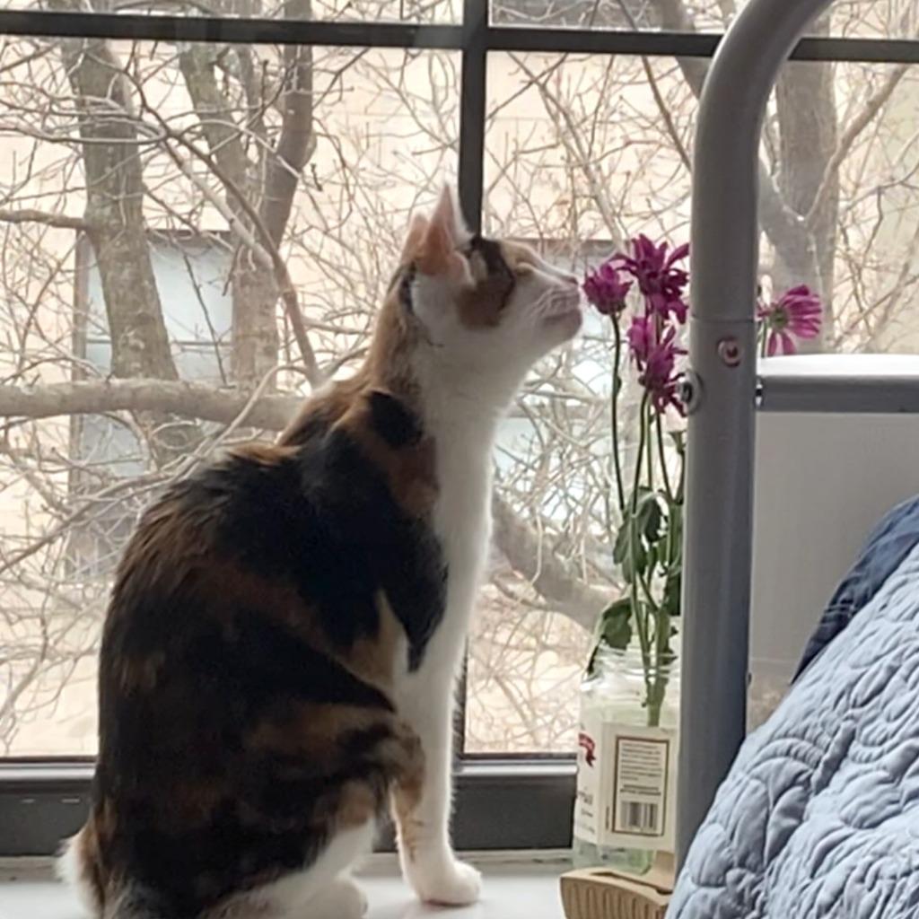 Enlarge Ice Cream and Popsicle (meet us in foster care!), a Adoptable mixed breed in Brooklyn, NY image 1/4