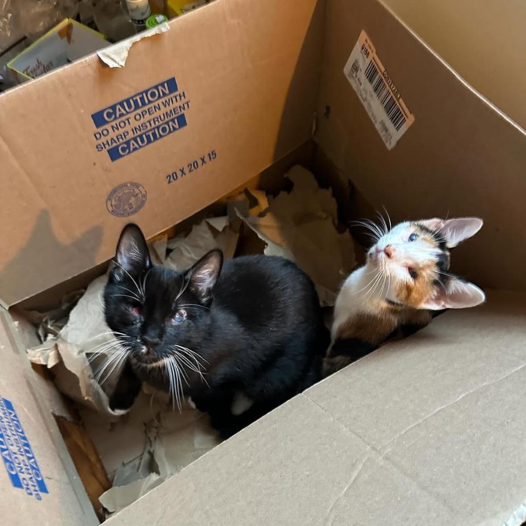 Ice Cream and Popsicle (meet us in foster care!), Adoptable, Young Male Domestic Medium Hair.