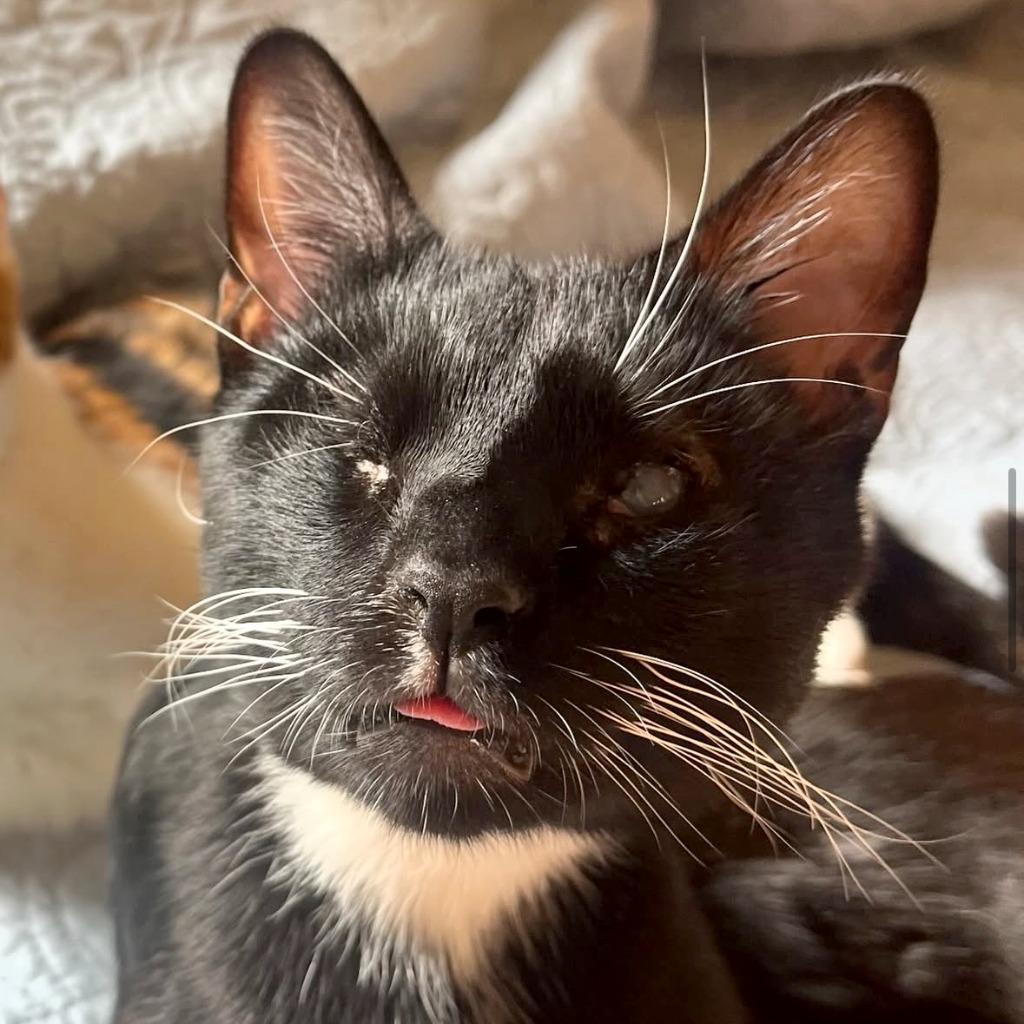 Enlarge Ice Cream and Popsicle (meet us in foster care!), a Adoptable mixed breed in Brooklyn, NY image 2/4