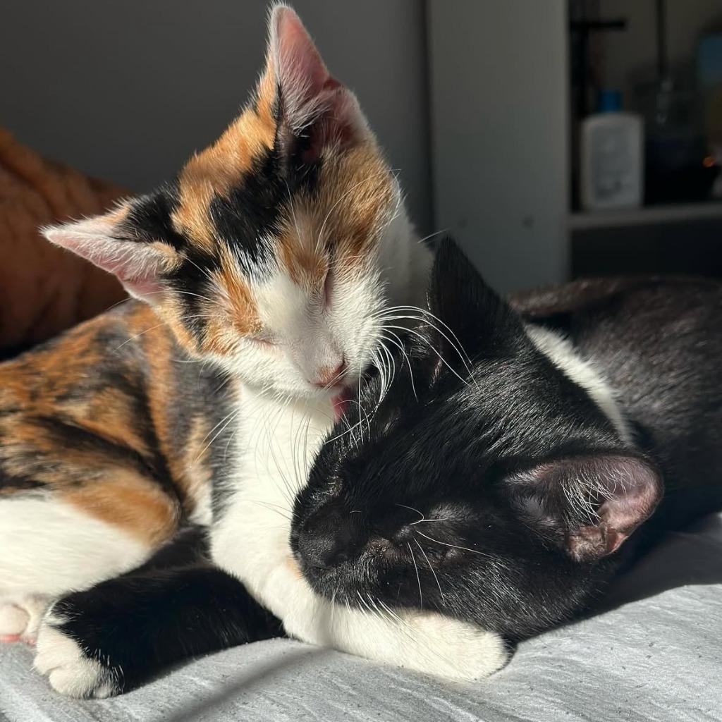 Enlarge Ice Cream and Popsicle (meet us in foster care!), a Adoptable mixed breed in Brooklyn, NY image 3/4