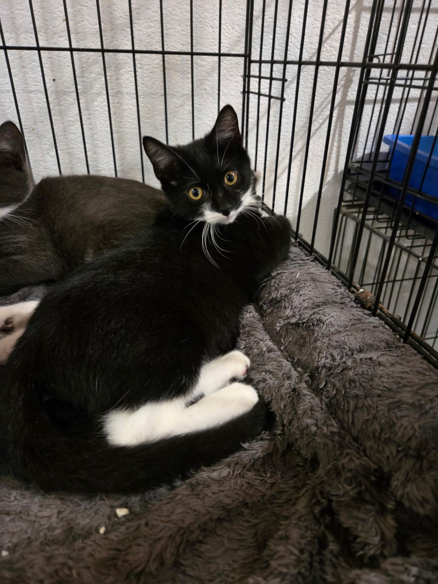 Enlarge Wally 8517, a ADOPTABLE Domestic Short Hair in Boca Raton, FL image 1/1