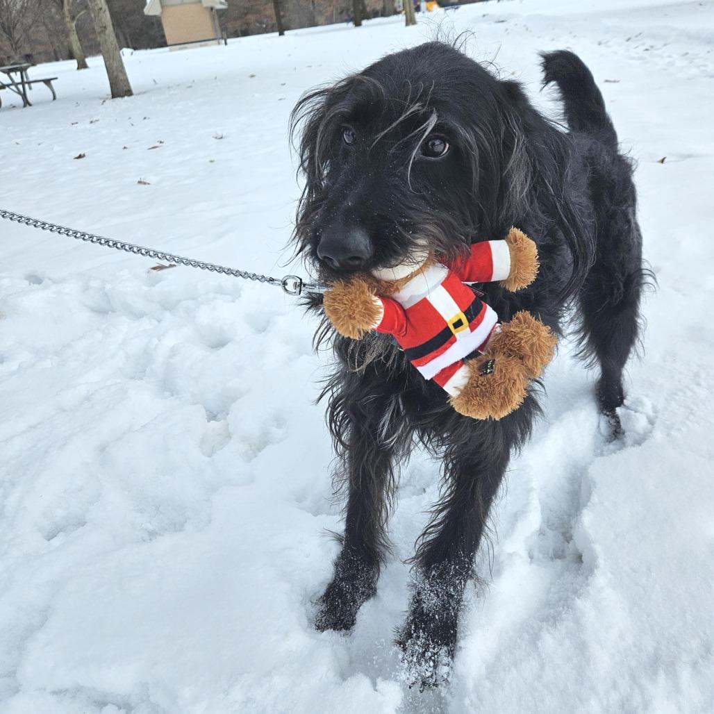 Enlarge Cooper, a Adoptable mixed breed in Fort Wayne, IN image 3/6