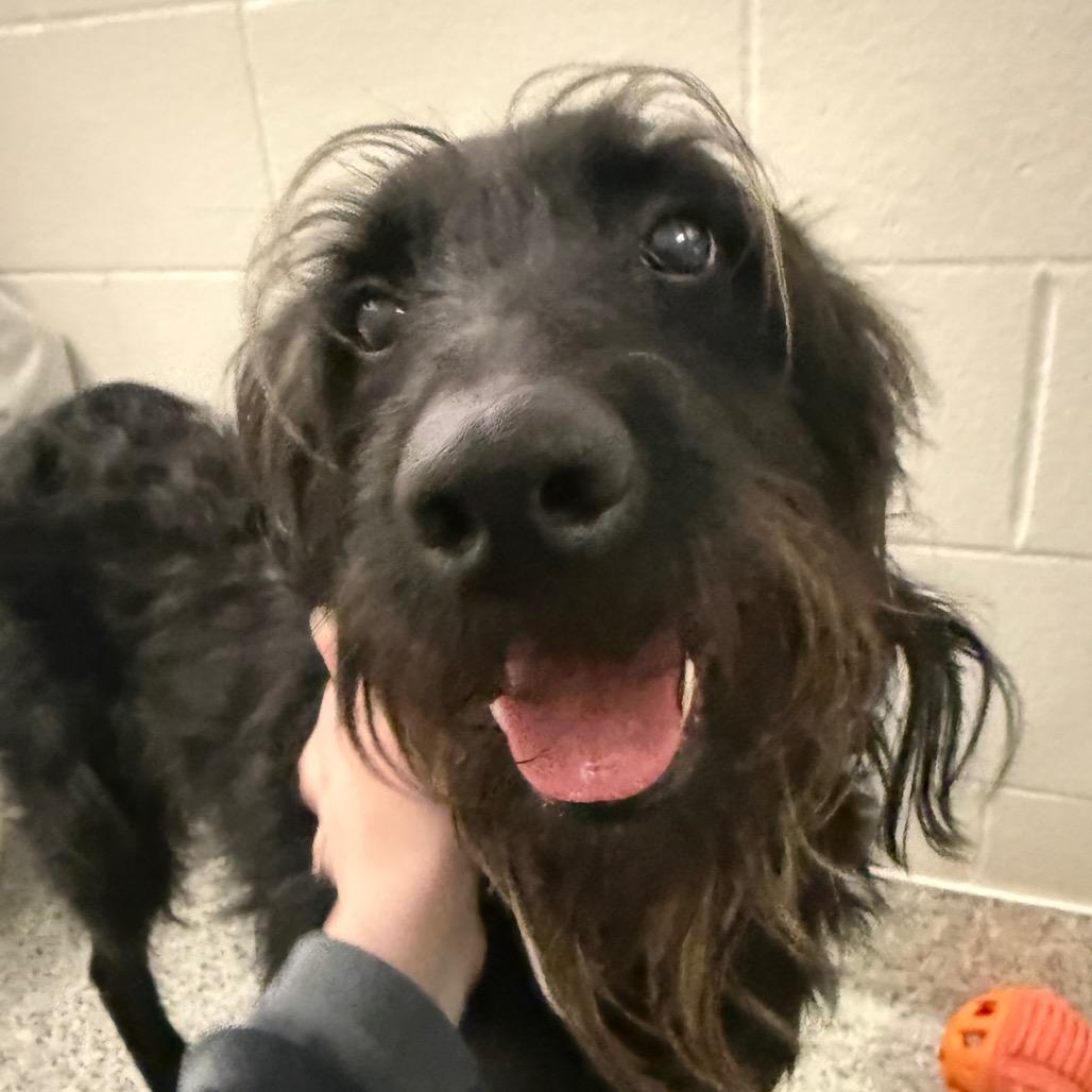 Enlarge Cooper, a Adoptable mixed breed in Fort Wayne, IN image 5/6