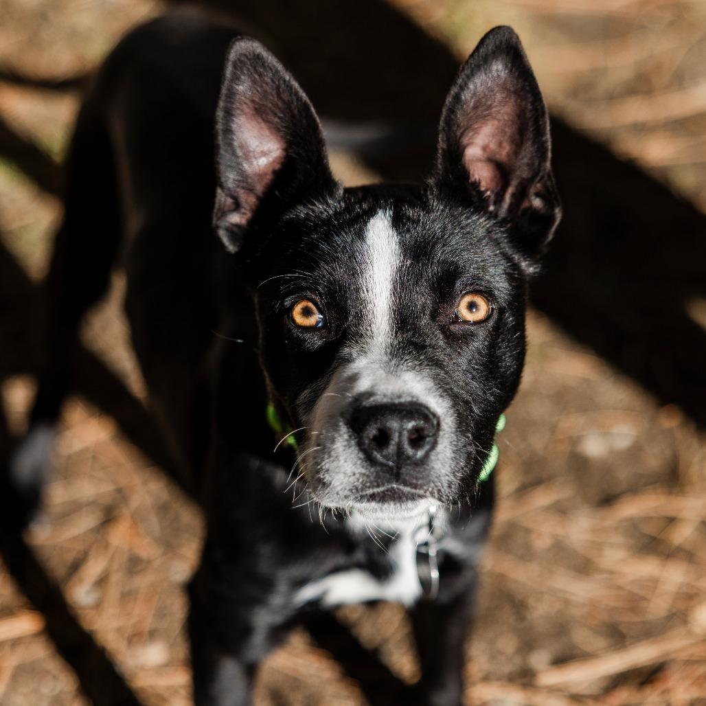 Booker, Adoptable, Puppy Male Australian Kelpie & Border Collie.