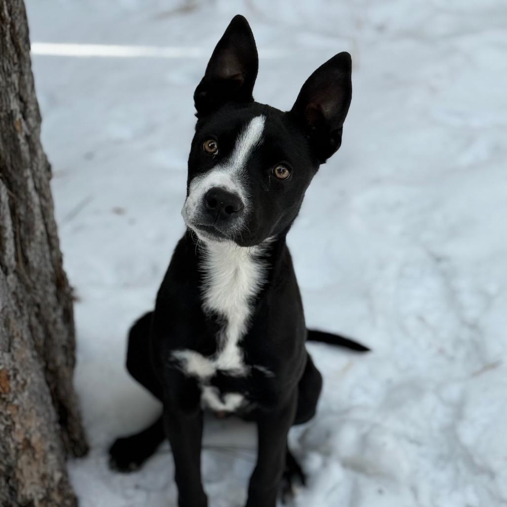 Enlarge Booker, a Adoptable mixed breed in Incline Village, NV image 2/2