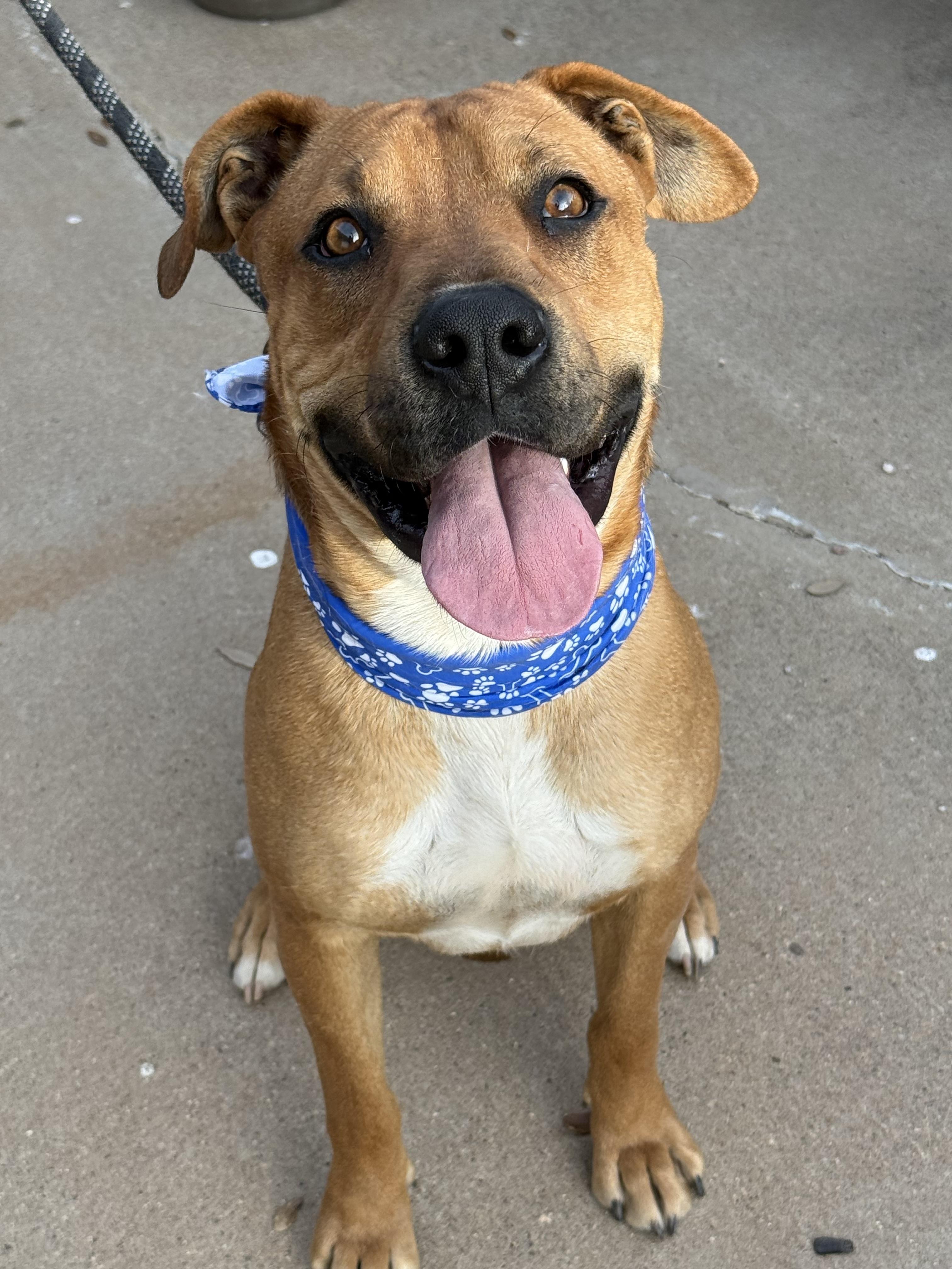 Enlarge BRODY, a Adoptable mixed breed in Milwaukee, WI image 5/6