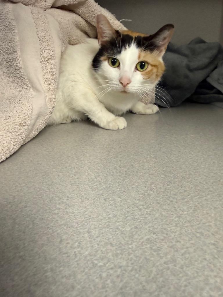 Georgia, Adoptable, Senior Female Domestic Short Hair.