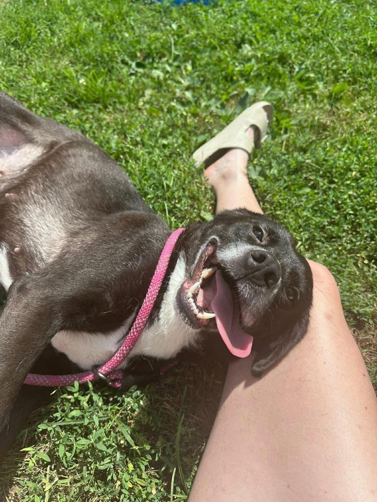 Rosie, Adoptable, Adult Female Labrador Retriever & Mixed Breed.