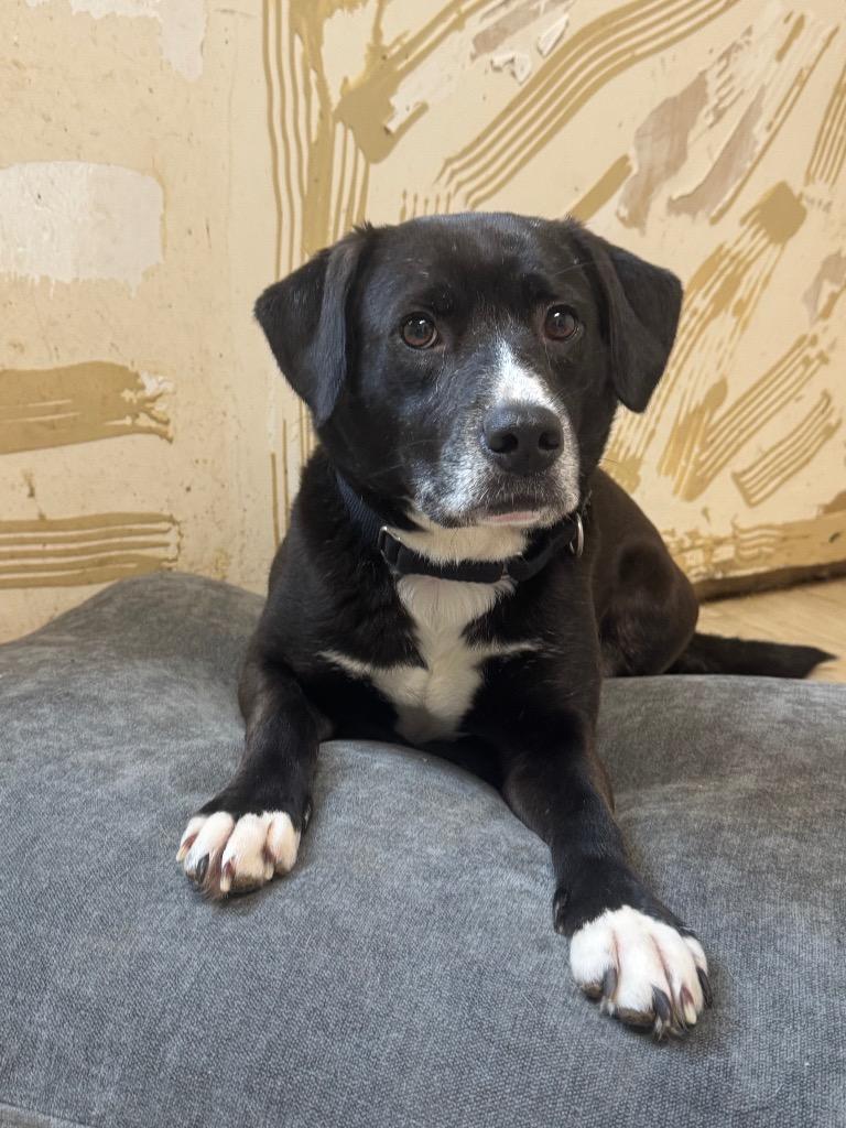 Enlarge Rosie, a Adoptable mixed breed in Marion, OH image 2/2