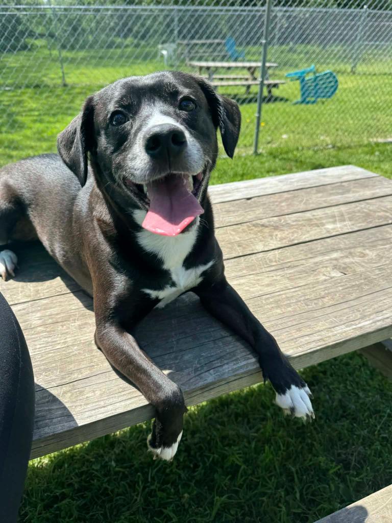 Enlarge Rosie, a Adoptable mixed breed in Marion, OH image 3/3