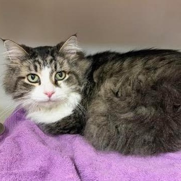 Enlarge Petco Jax, an adopted mixed breed in Batavia, NY image 1/1