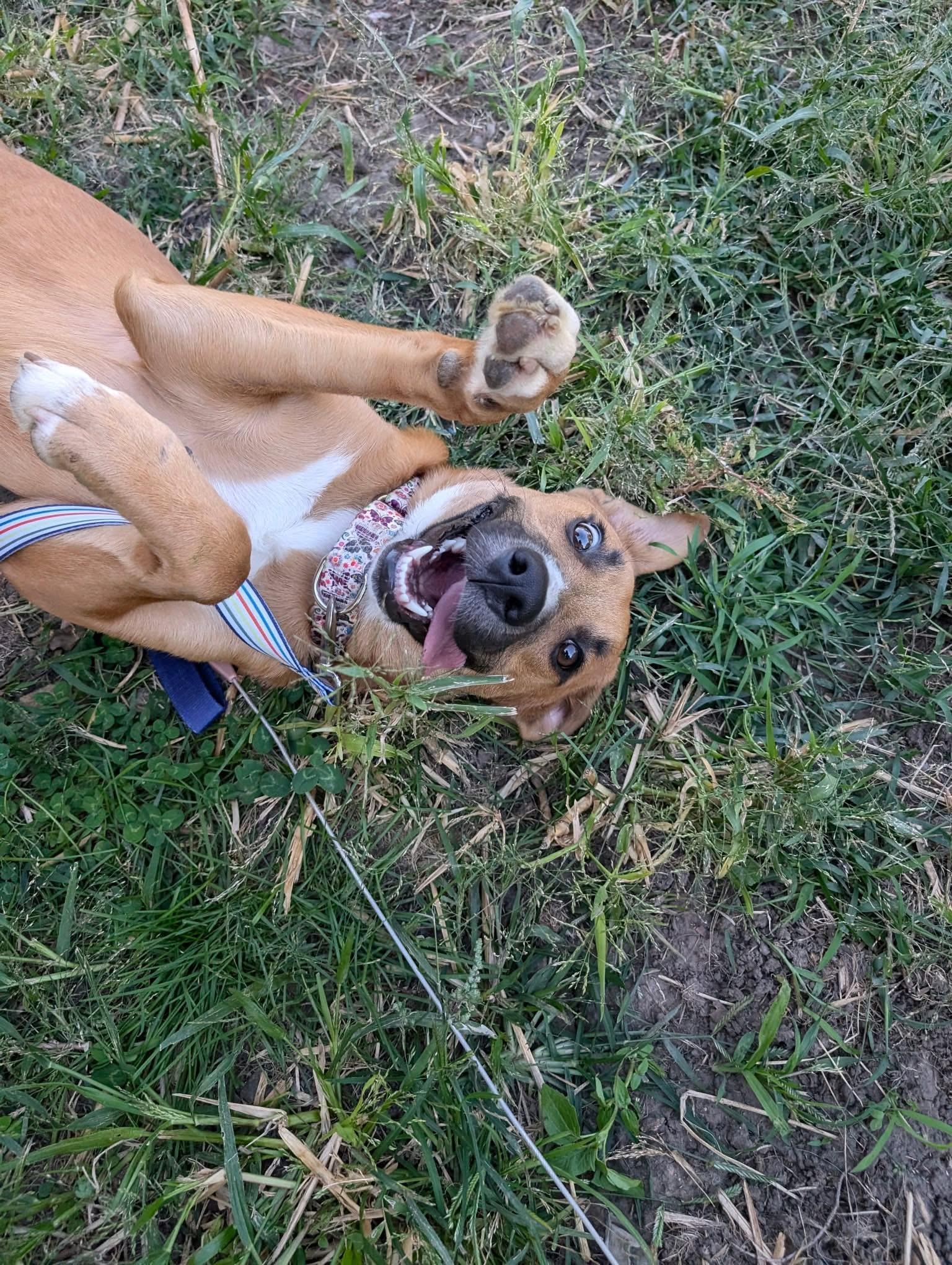 Eden, a Adoptable mixed breed in Grand Island, NE image 2/5