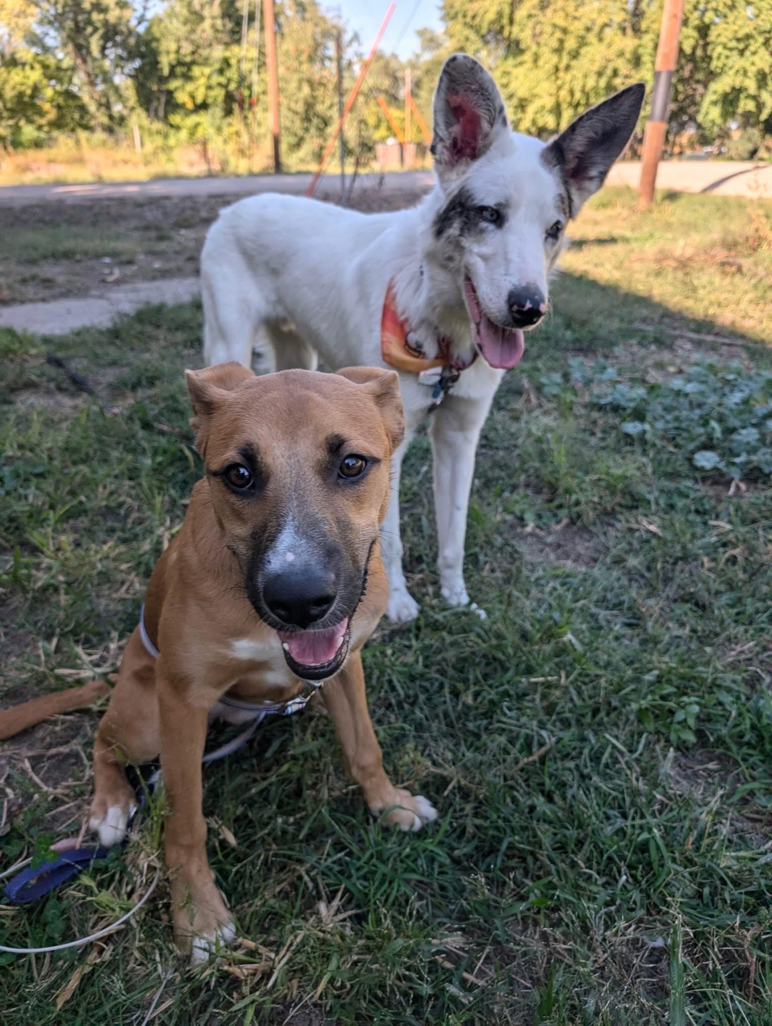 Eden, a Adoptable mixed breed in Grand Island, NE image 3/5