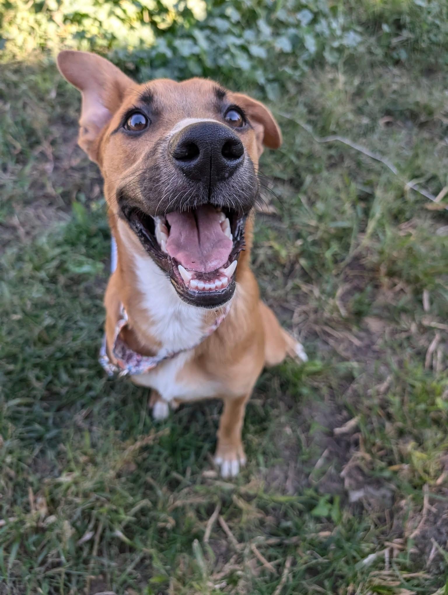 Eden, a Adoptable mixed breed in Grand Island, NE image 4/5