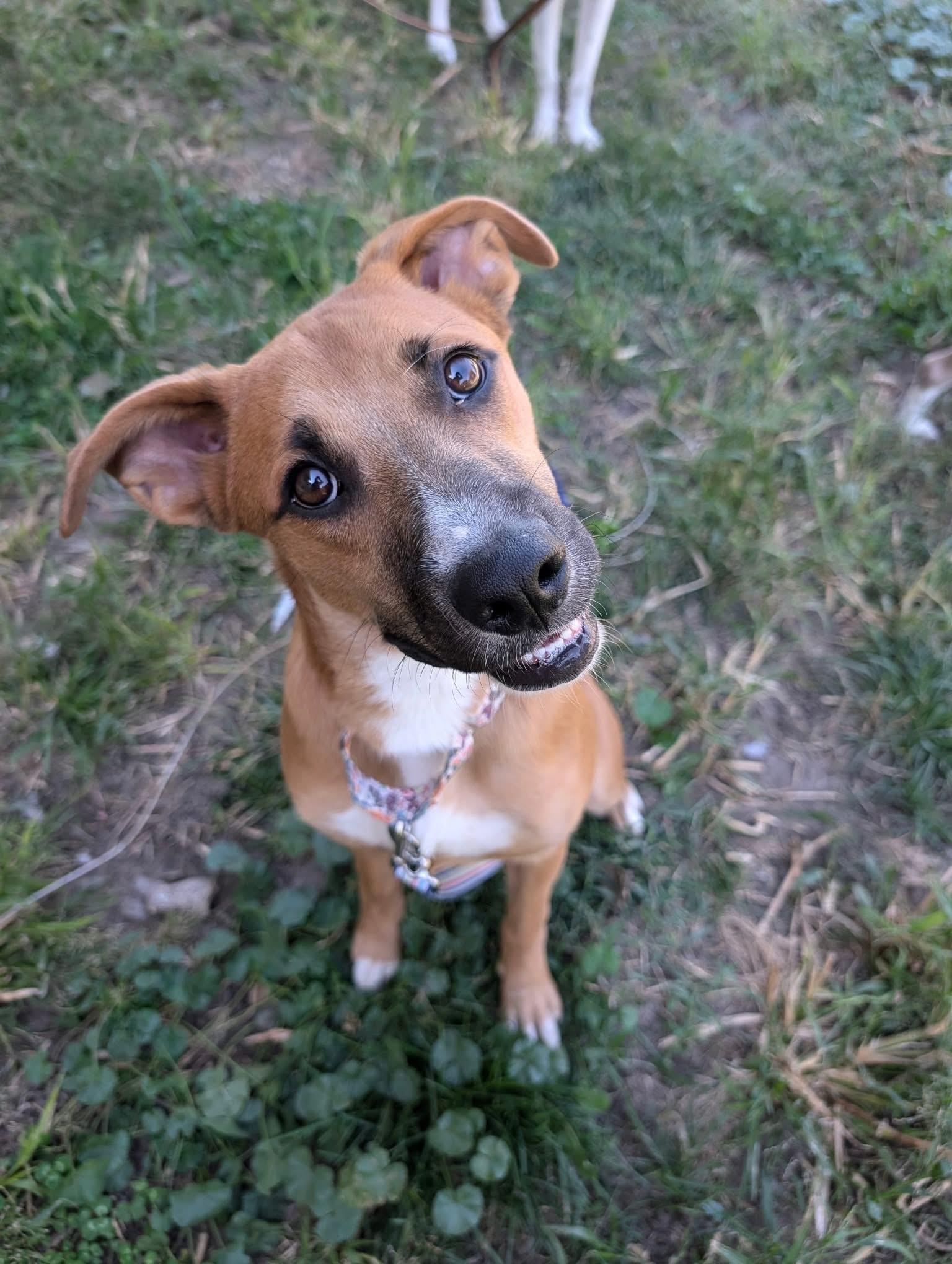Eden, a Adoptable mixed breed in Grand Island, NE image 5/5
