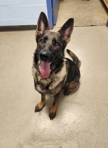 Eclipse, ADOPTABLE, Adult Female German Shepherd Dog.