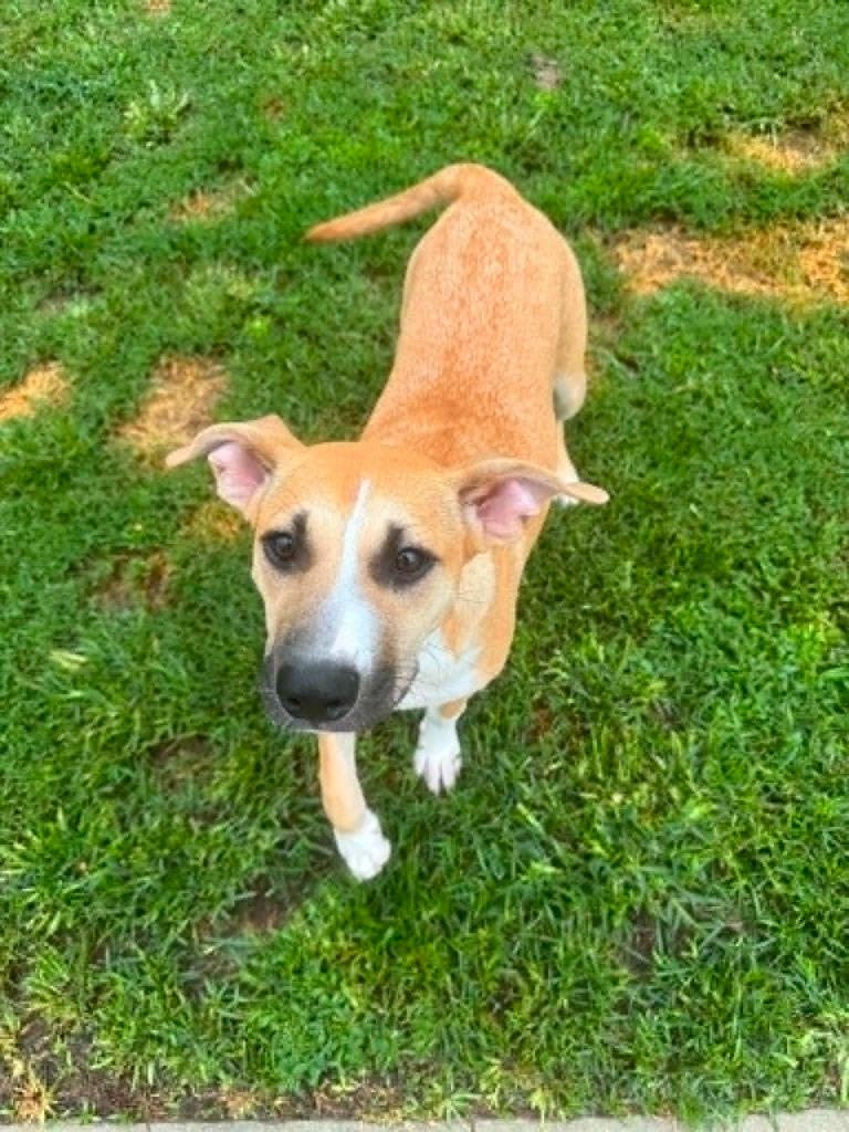 Reverie, Adoptable, Puppy Female Mixed Breed.