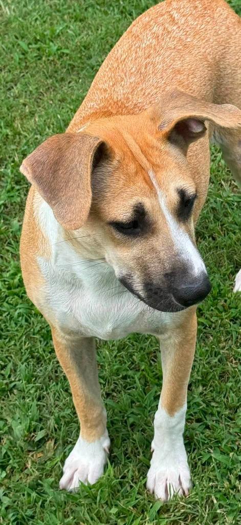 Enlarge Reverie, a Adoptable mixed breed in Fond Du Lac, WI image 2/4
