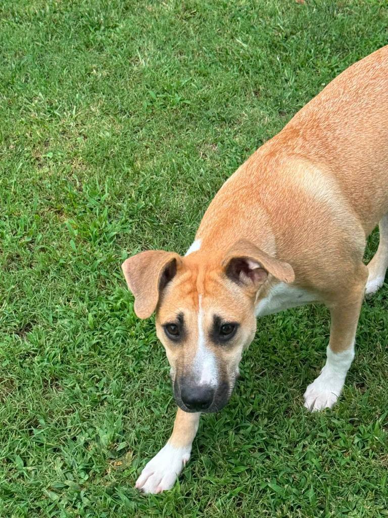 Enlarge Reverie, a Adoptable mixed breed in Fond Du Lac, WI image 3/4