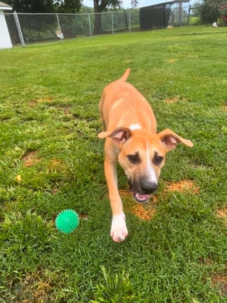 Enlarge Reverie, a Adoptable mixed breed in Fond Du Lac, WI image 4/4