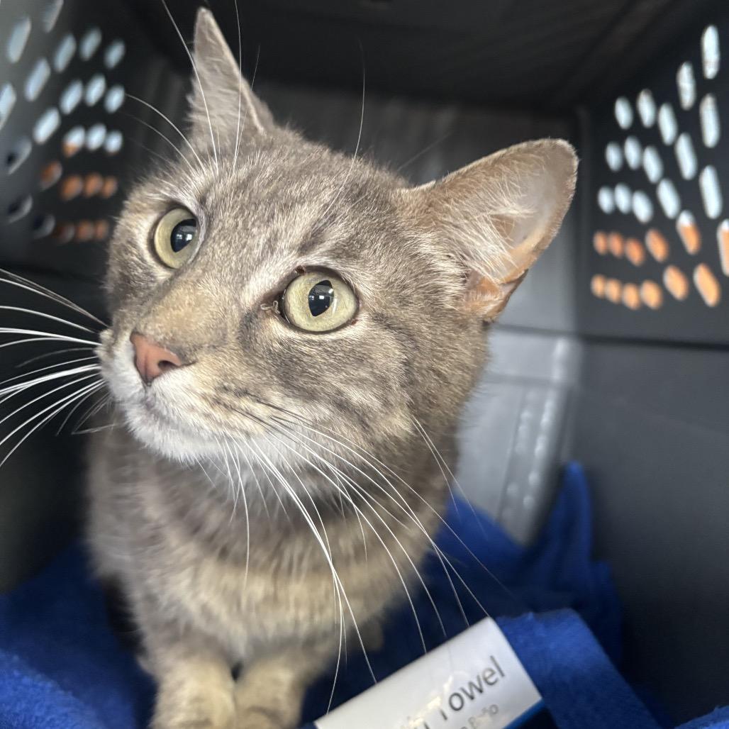 Zucchini, Adoptable, Adult Female Domestic Short Hair.