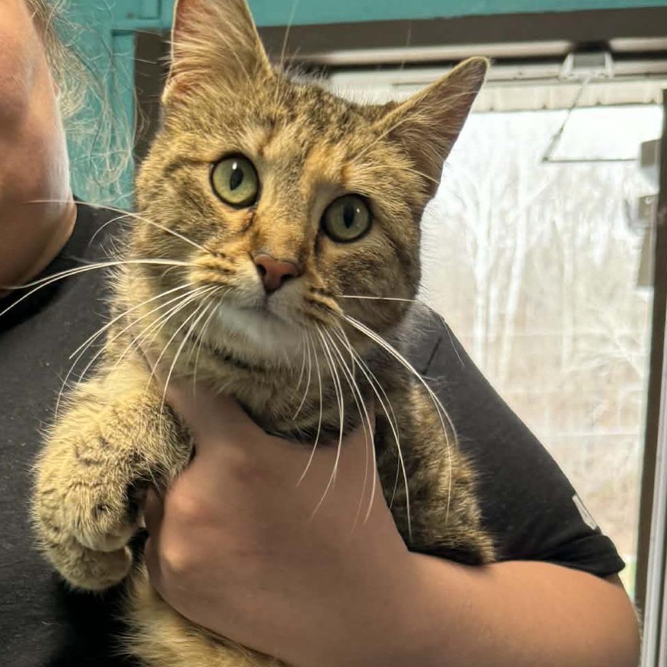 Enlarge Cory, a Adoptable Domestic Short Hair in Shinnston, WV image 1/2