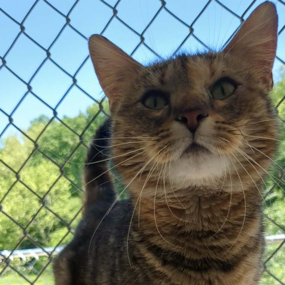 Enlarge Cory, a Adoptable Domestic Short Hair in Shinnston, WV image 2/2