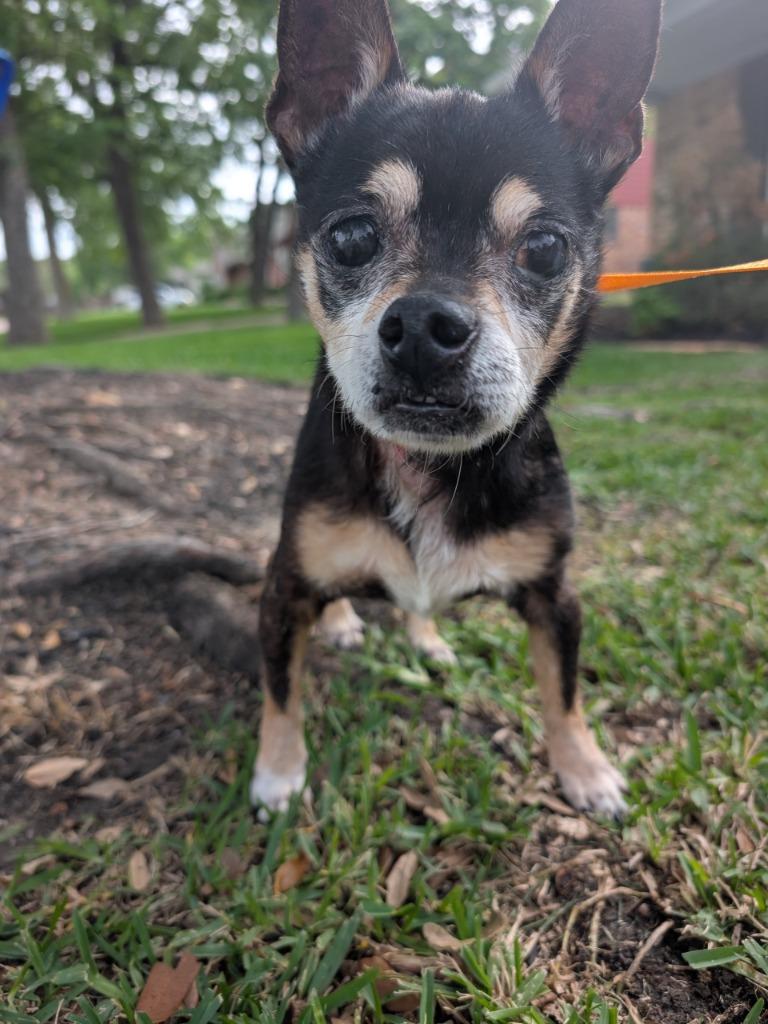 Thunder - pending pickup, Adoptable, Senior Male Chihuahua & Miniature Pinscher.